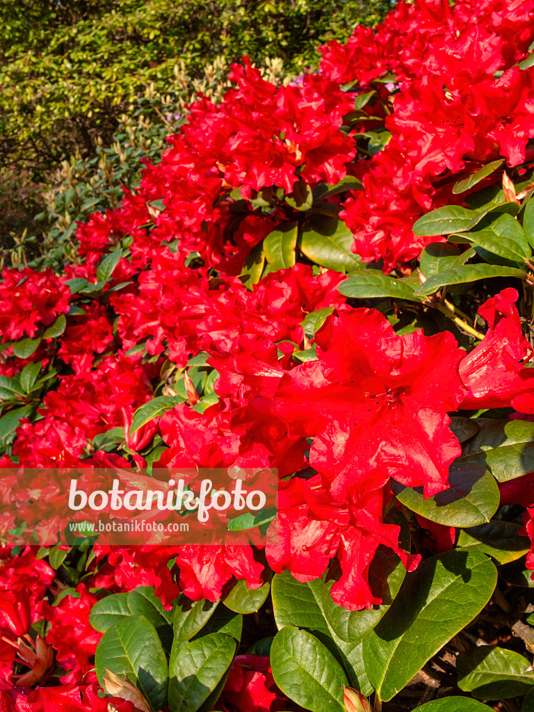 412063 - Rhododendron nain (Rhododendron repens 'Scarlet Wonder')