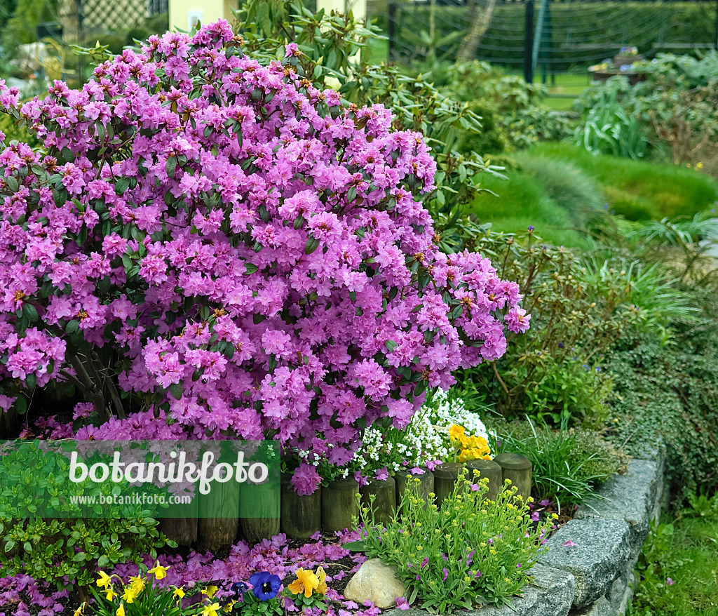 490130 - Rhododendron (Rhododendron carolinianum 'P.J. Mezitt')