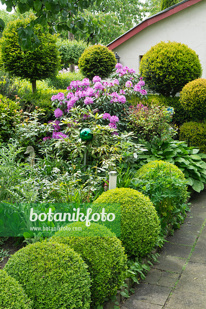 532015 - Rhododendron (Rhododendron), ifs (Taxus) et buis (Buxus) en forme de boule