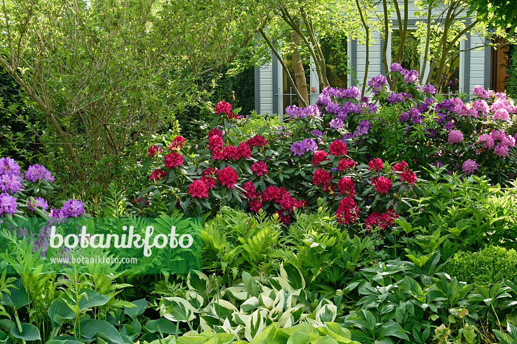 556068 - Rhododendrons (Rhododendron), fougère allemande (Matteuccia struthiopteris) et funkias (Hosta)