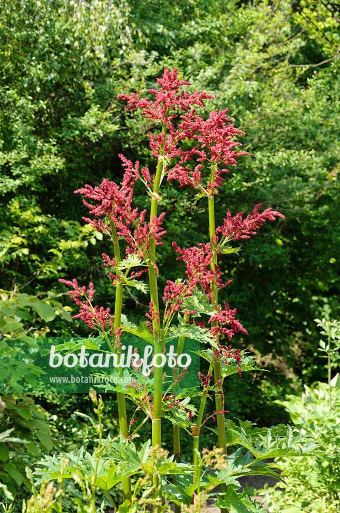 484278 - Rhubarbe décorative (Rheum palmatum)