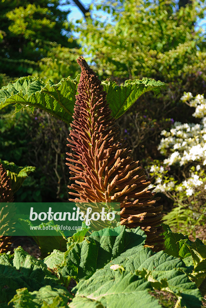 496183 - Rhubarbe géante (Gunnera manicata)