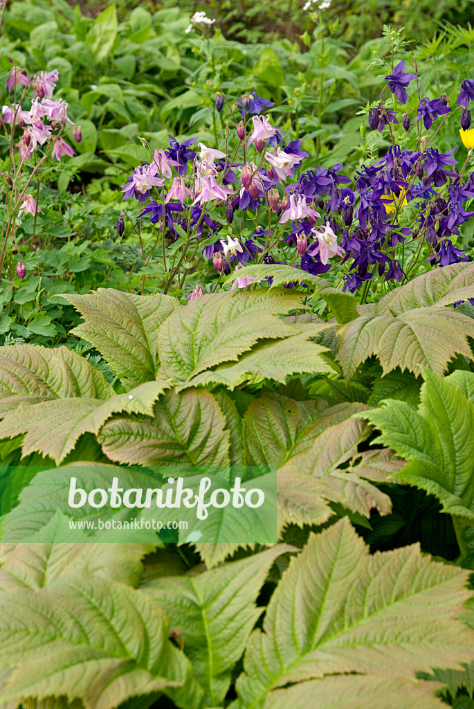 452133 - Rodgersia podophylla et ancolie commune (Aquilegia vulgaris)