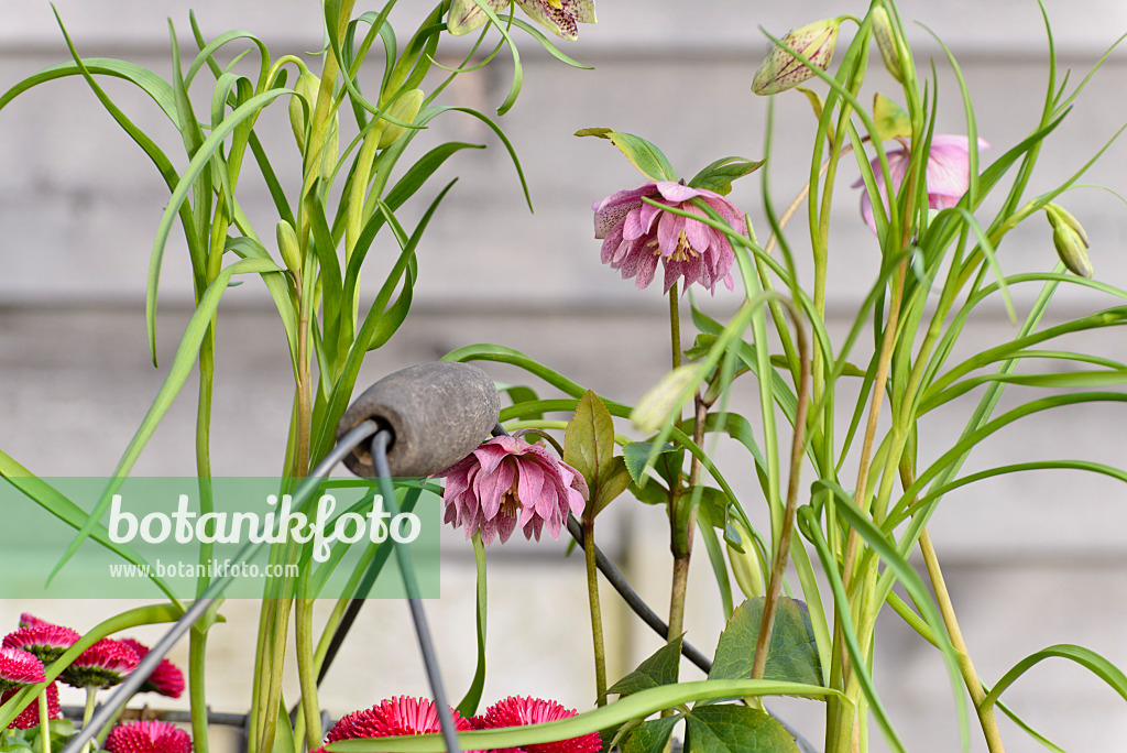 525473 - Rose de carême (Helleborus orientalis) et fritillaire pintade (Fritillaria meleagris)