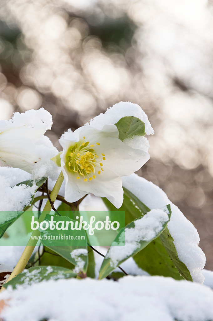 517040 - Rose de Noël (Helleborus niger)