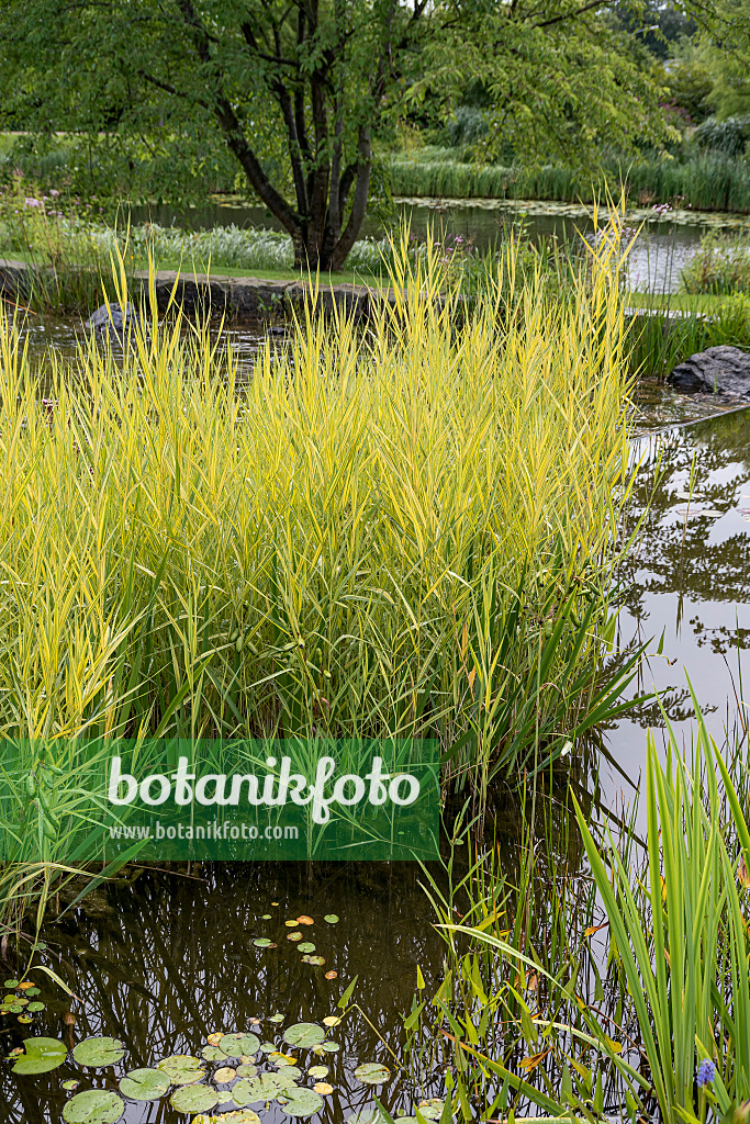 616435 - Roseau commun (Phragmites australis 'Variegatus')