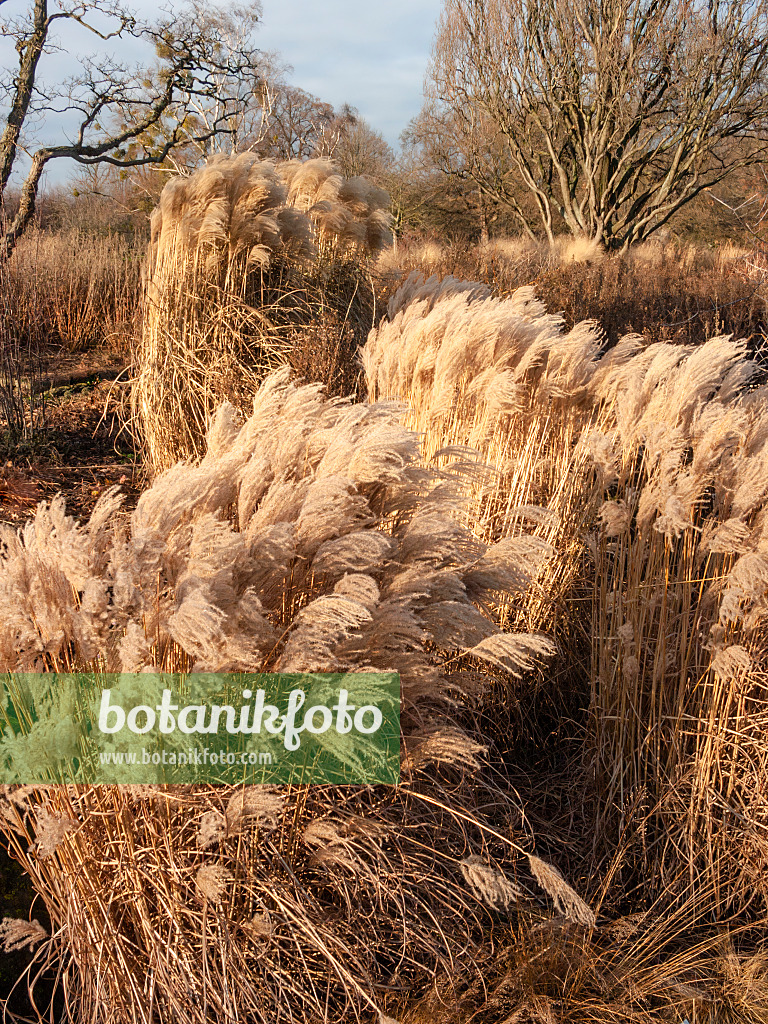 408014 - Roseau de Chine (Miscanthus sinensis)