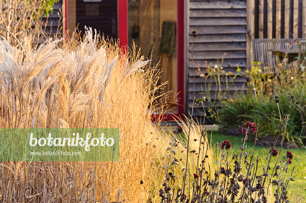 467061 - Roseau de Chine (Miscanthus sinensis) avec des plantes vivaces fanées