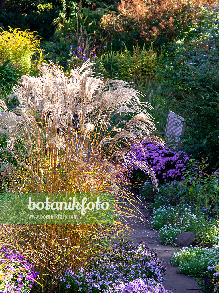 430207 - Roseau de Chine (Miscanthus sinensis 'Flamingo')