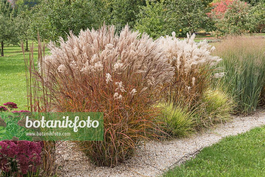 616427 - Roseau de Chine (Miscanthus sinensis 'Flammenmeer')