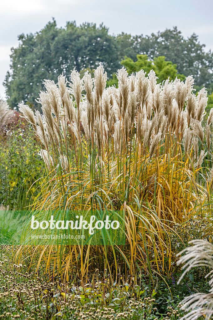 593146 - Roseau de Chine (Miscanthus sinensis 'Malepartus')