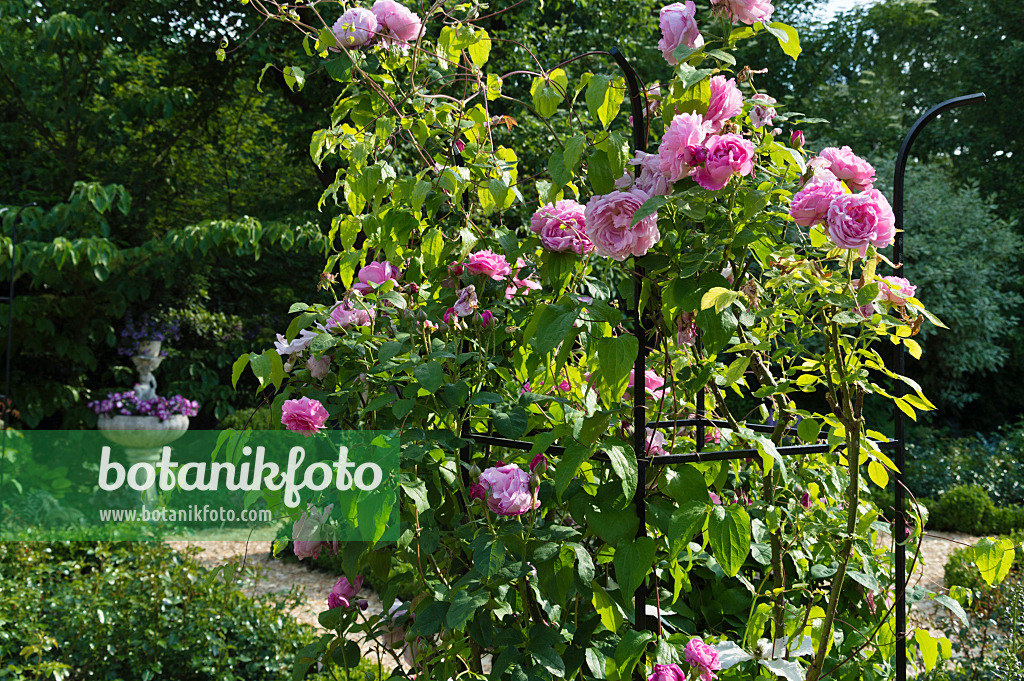 509048 - Rosier anglais (Rosa Gertrude Jekyll) avec un espalier dans une roseraie