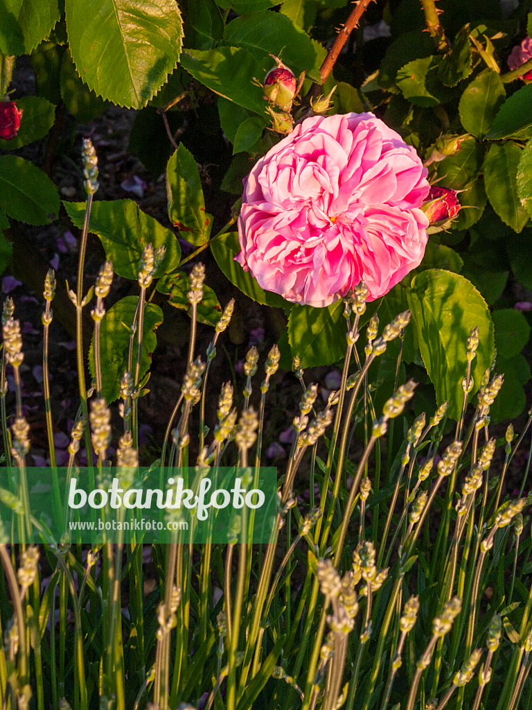 414018 - Rosier Bourbon (Rosa Gros Choux de Hollande) et lavande (Lavandula)