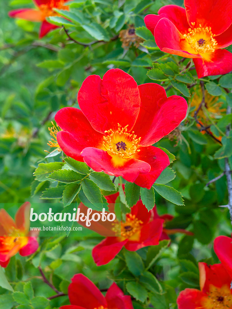 448092 - Rosier fétide (Rosa foetida 'Muscosa')