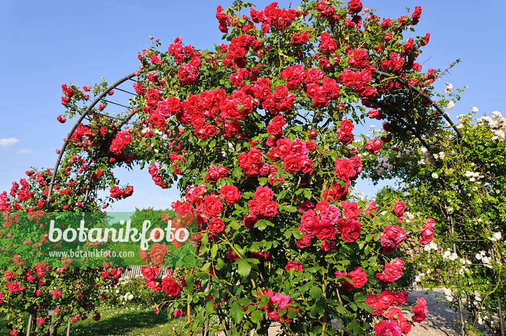 485207 - Rosier grimpant (Rosa Gruß an Heidelberg)