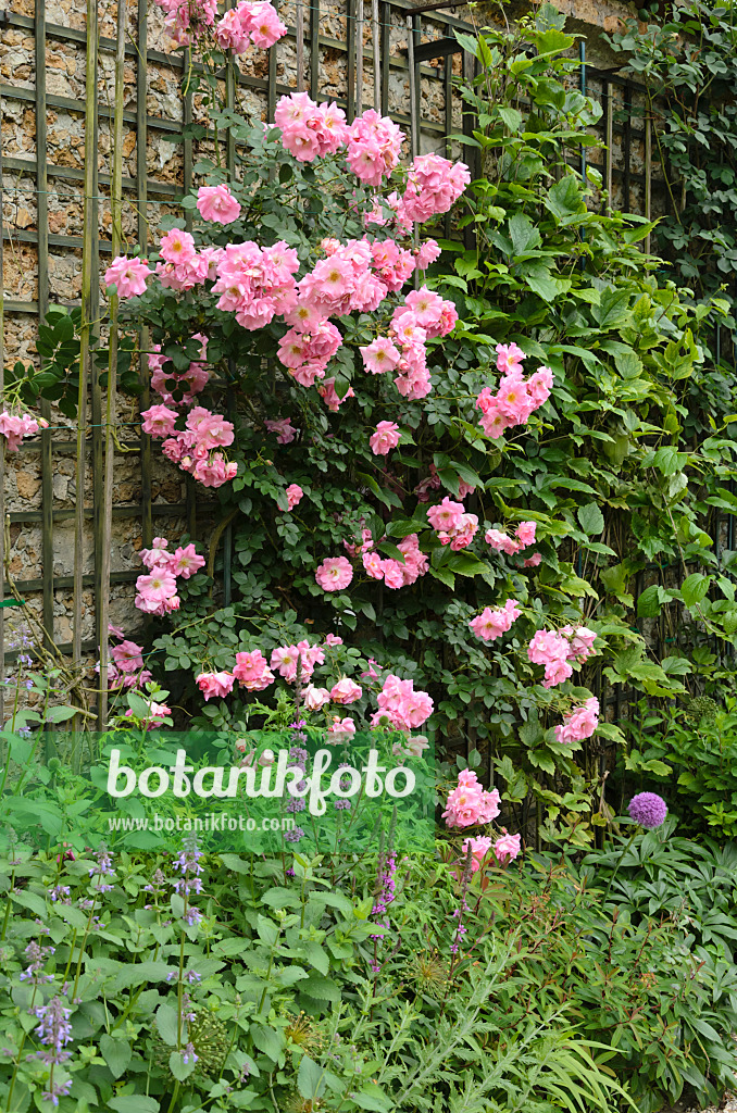 521365 - Rosier grimpant (Rosa Manita)