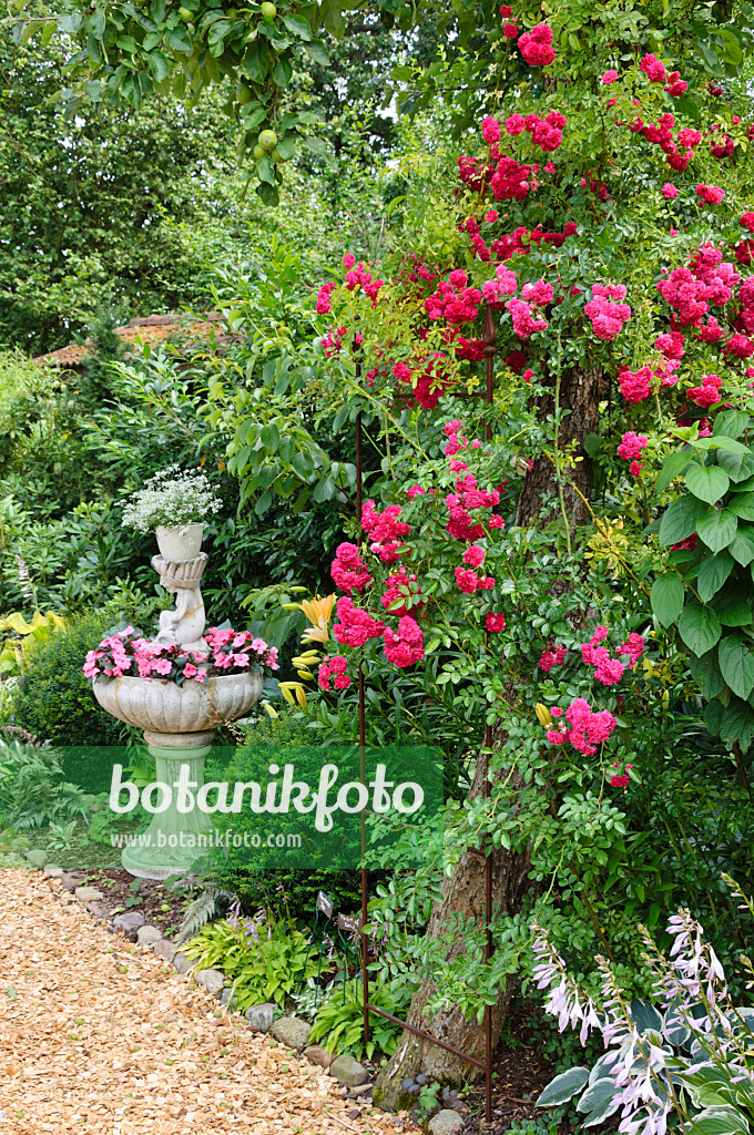 474101 - Rosier grimpant (Rosa Super Excelsa) avec une fontaine plantée