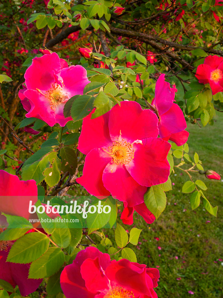 401271 - Rosier (Rosa moyesii 'Eddie's Crimson')