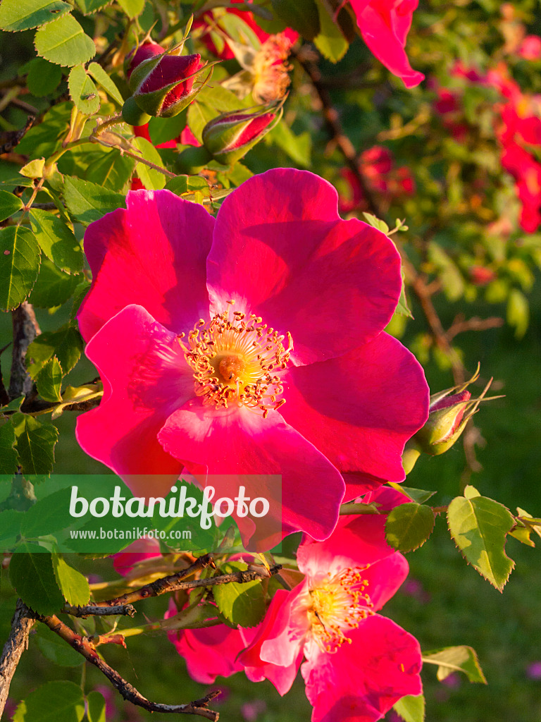 401278 - Rosier (Rosa moyesii 'Eddie's Crimson')