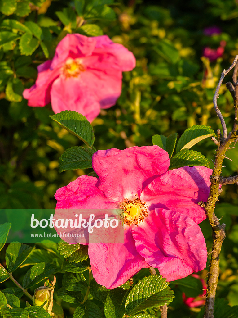 425068 - Rosier rugueux (Rosa rugosa)