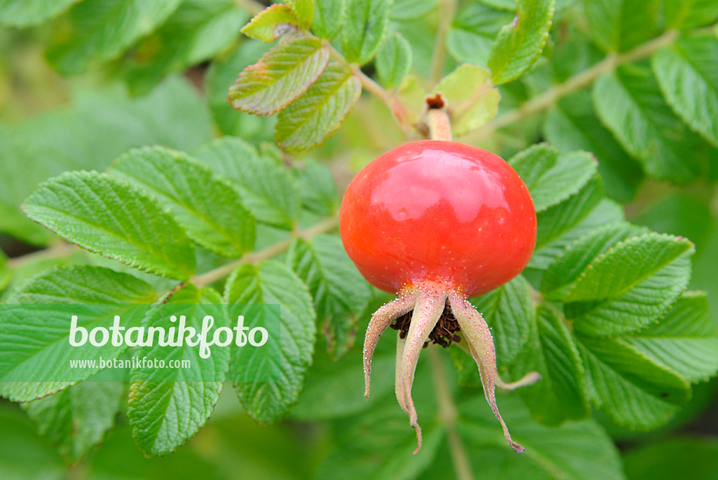 475294 - Rosier rugueux (Rosa rugosa)