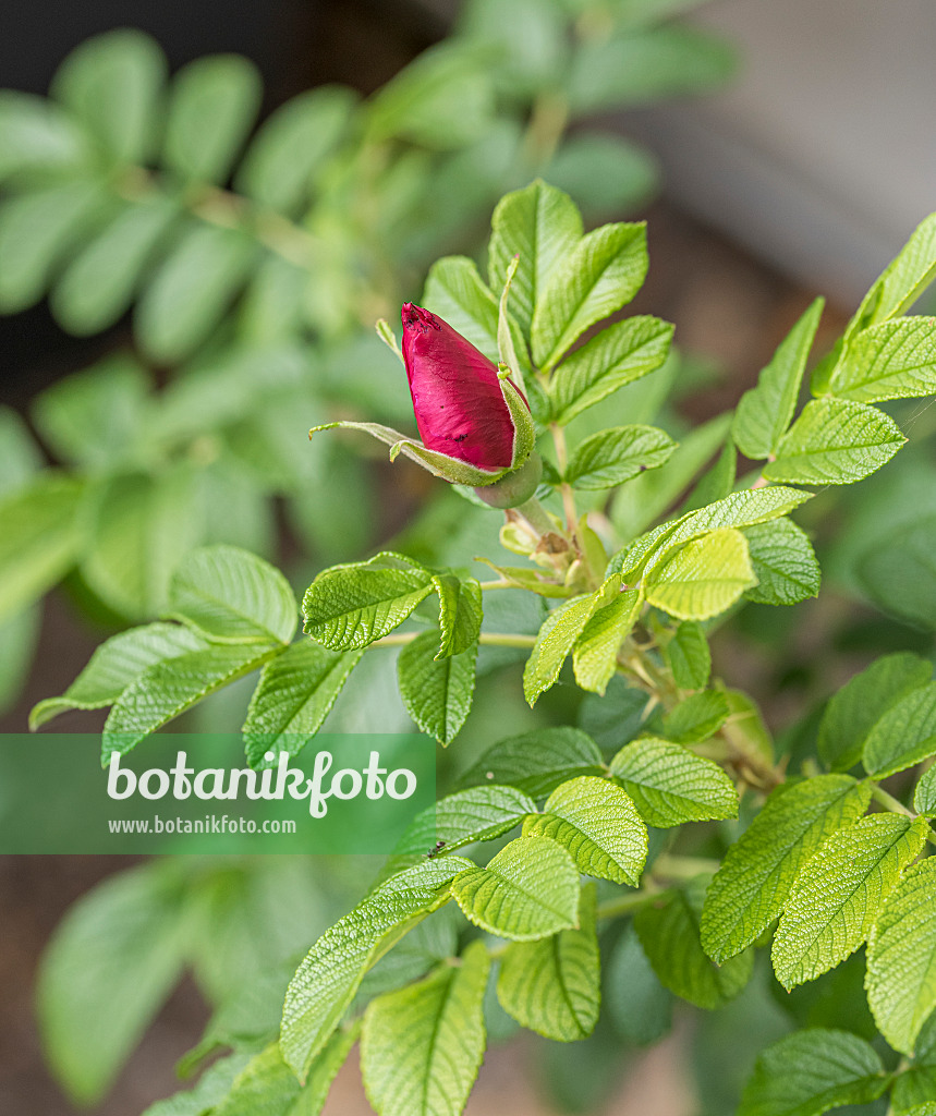 625350 - Rosier rugueux (Rosa rugosa)