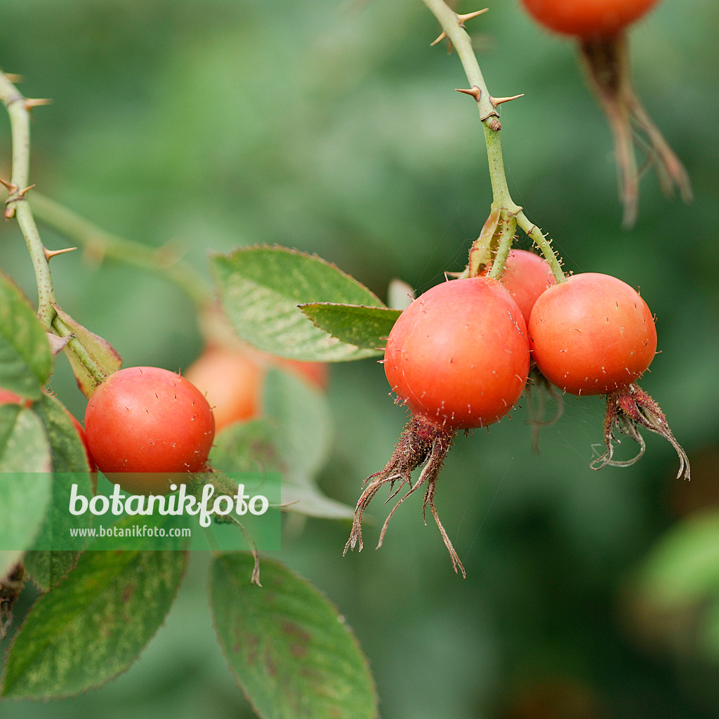 535326 - Rosier velu (Rosa villosa)