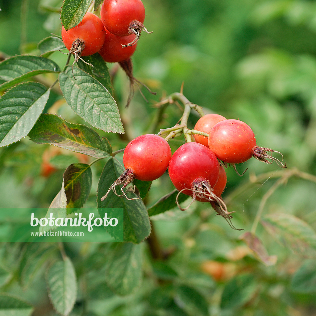 535377 - Rosier velu (Rosa villosa)