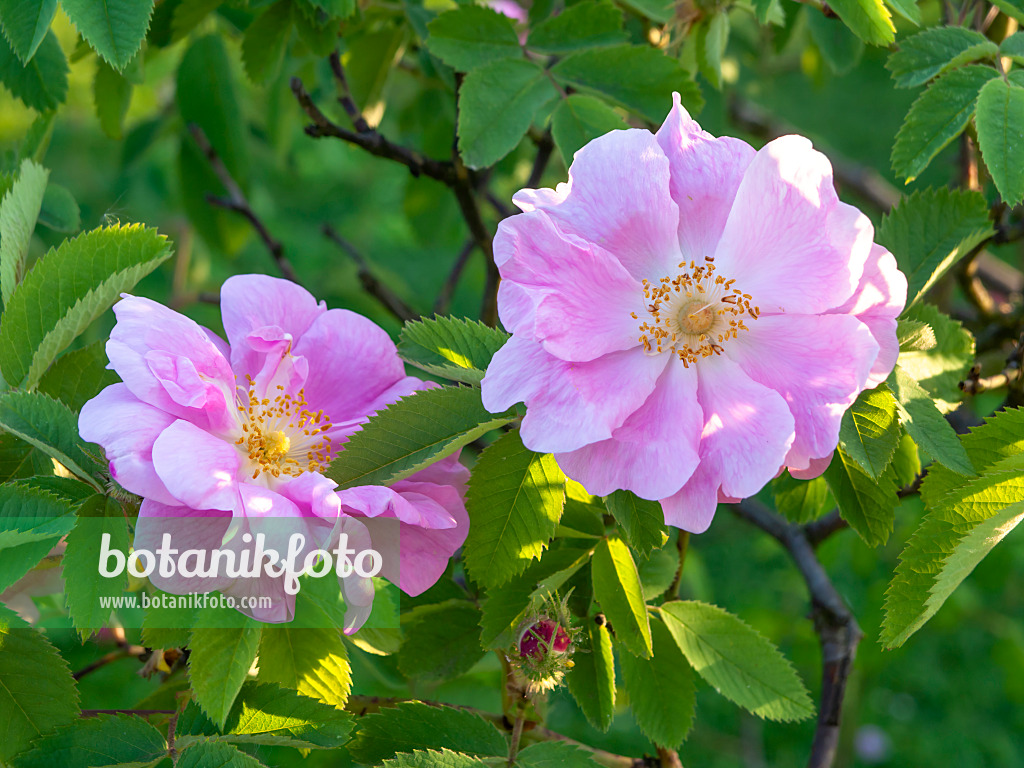 448091 - Rosier velu (Rosa villosa 'Duplex')