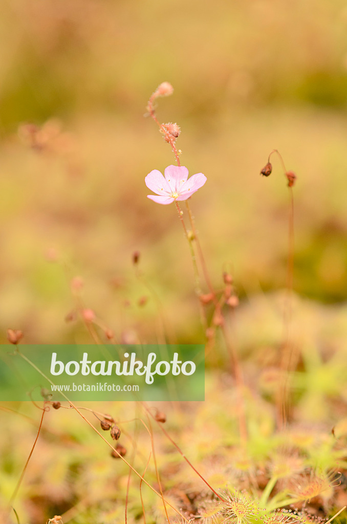 547340 - Rossolis (Drosera ericksoniae x pulchella)