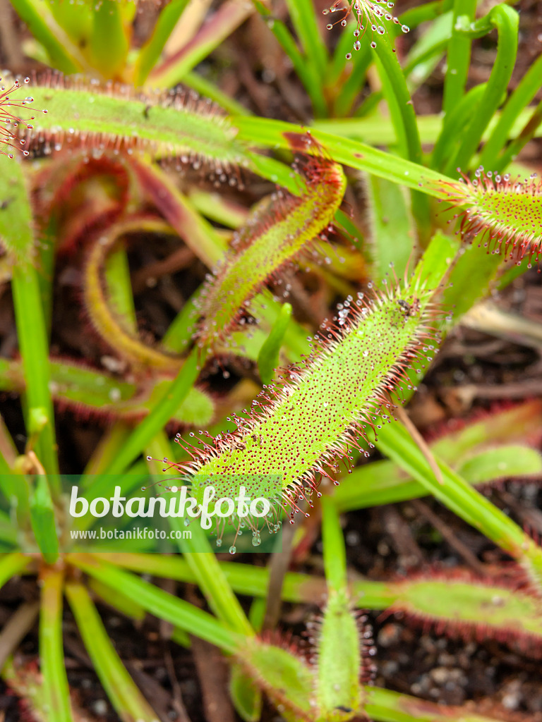 435009 - Rossolis du Cap (Drosera capensis)