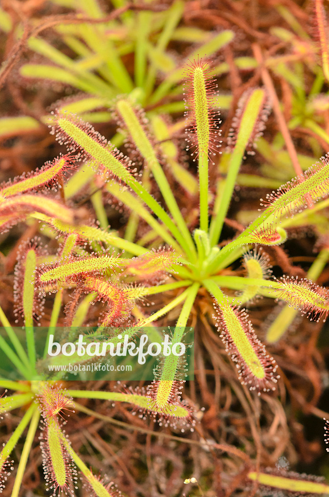 547331 - Rossolis du Cap (Drosera capensis)