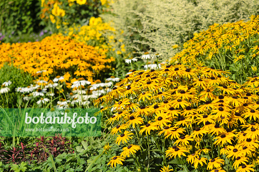 535156 - Rudbeckie (Rudbeckia fulgida)