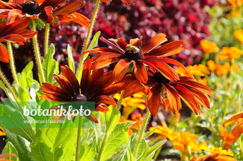 487067 - Rudbeckie (Rudbeckia hirta 'Cappuccino')