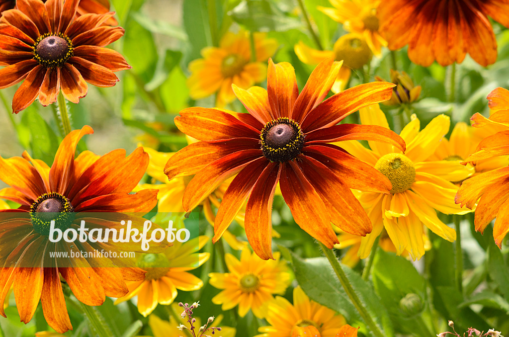 523042 - Rudbeckie (Rudbeckia hirta 'Cappuccino')