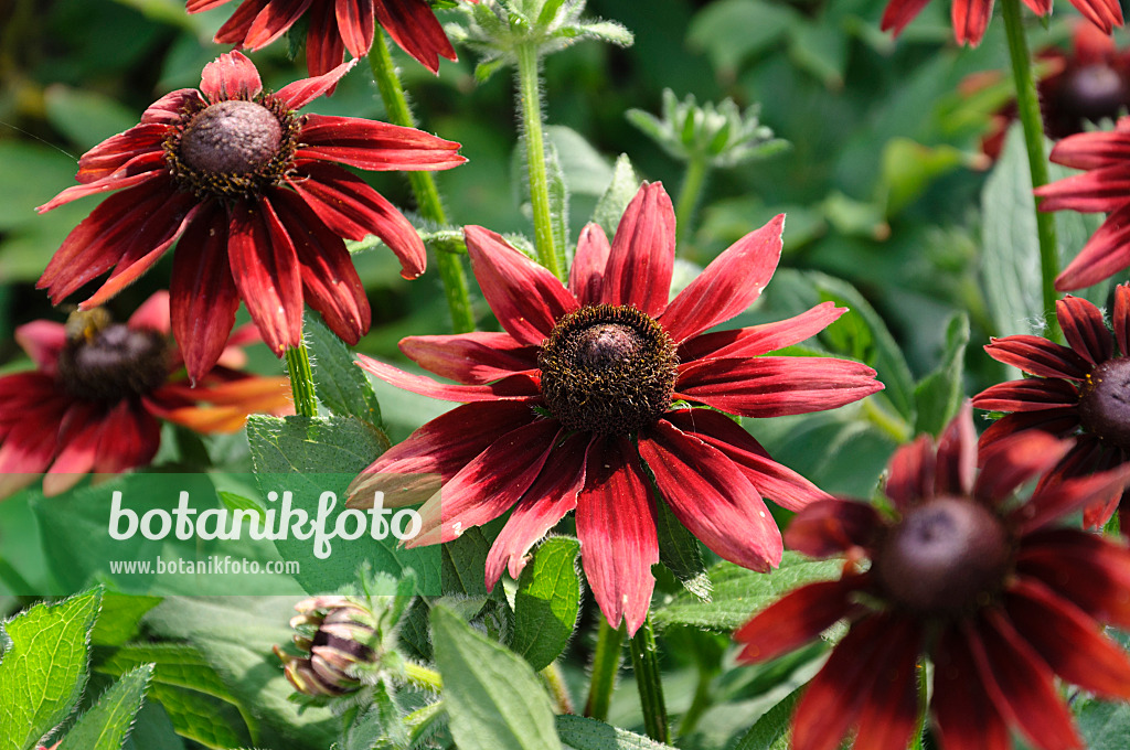 476020 - Rudbeckie (Rudbeckia hirta 'Cherry Brandy')