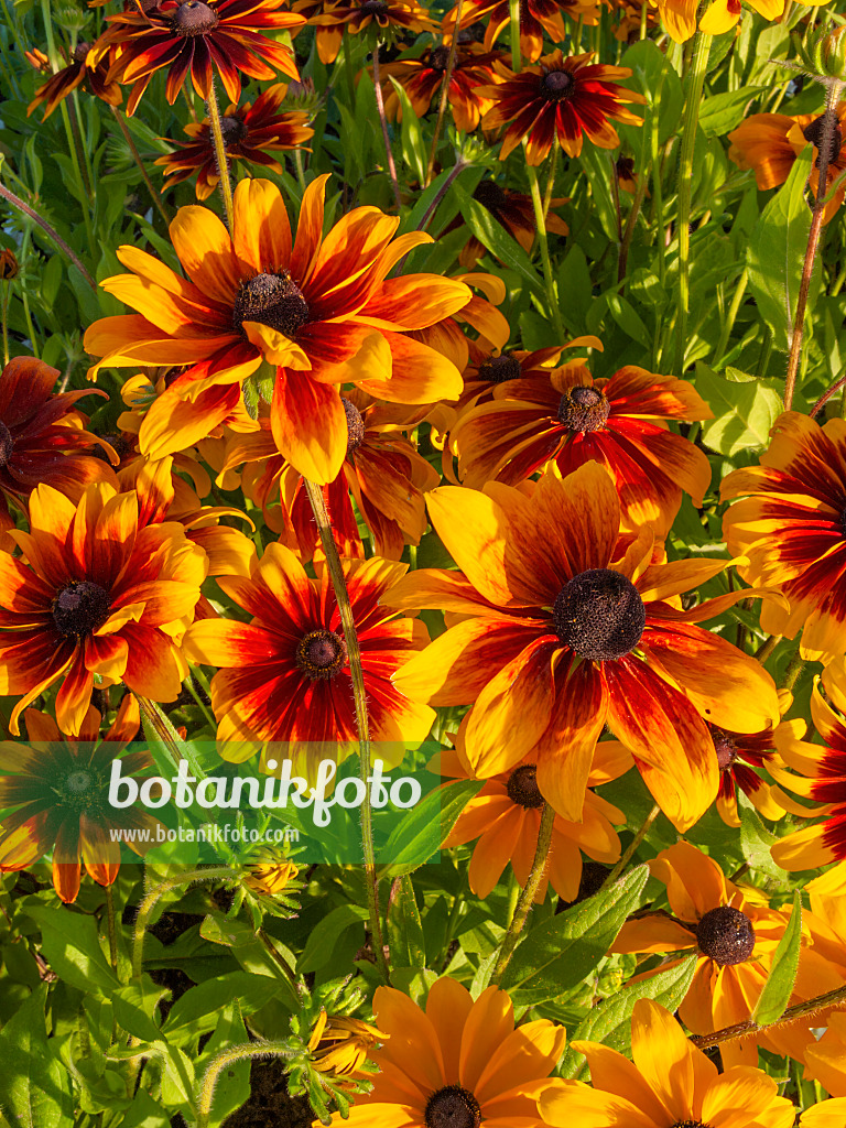 404062 - Rudbeckie (Rudbeckia hirta 'Cordoba')