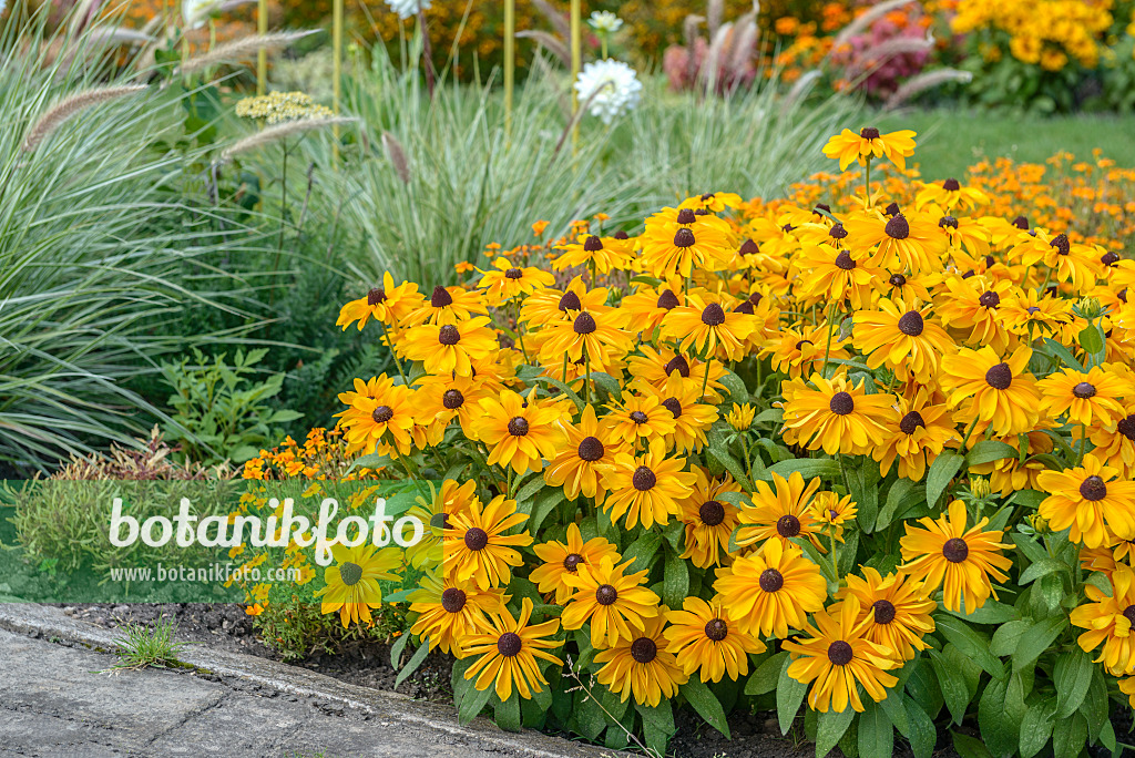 575323 - Rudbeckie (Rudbeckia hirta 'Indian Summer')