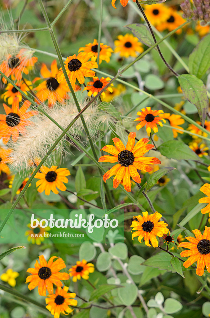 525039 - Rudbeckie (Rudbeckia hirta 'Prairie Sun')