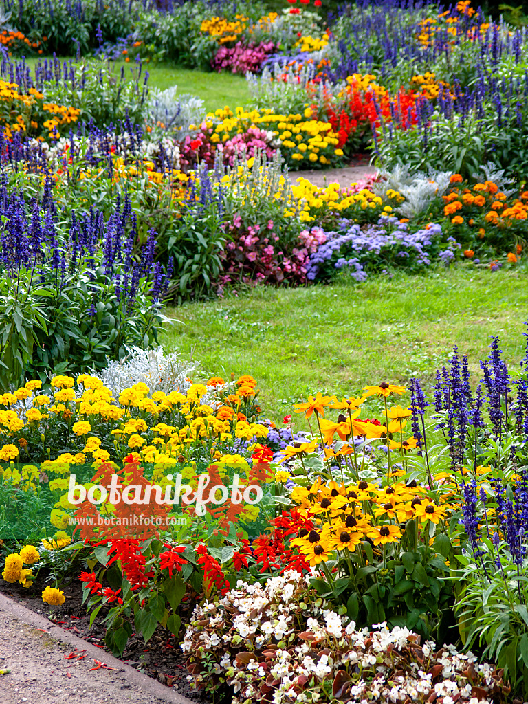 428338 - Rudbeckies (Rudbeckia), sauges (Salvia) et tagètes (Tagetes)