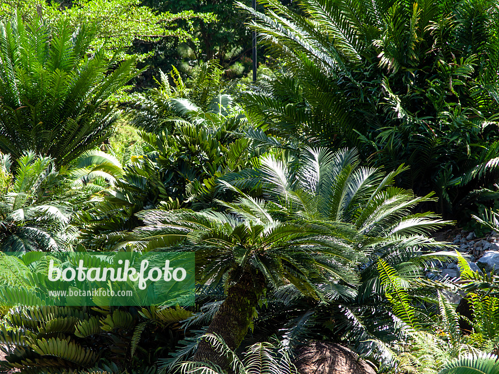 434391 - Sagou du Japon (Cycas revoluta)