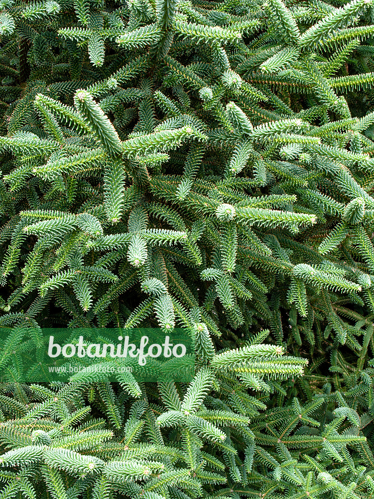 427045 - Sapin d'Andalousie (Abies pinsapo)