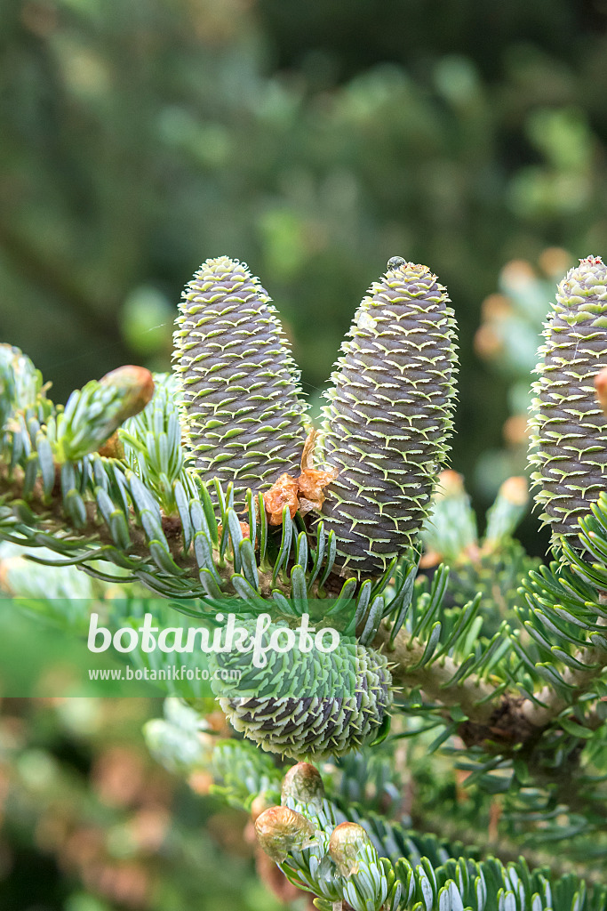 638001 - Sapin de Corée (Abies koreana 'Silberlocke')