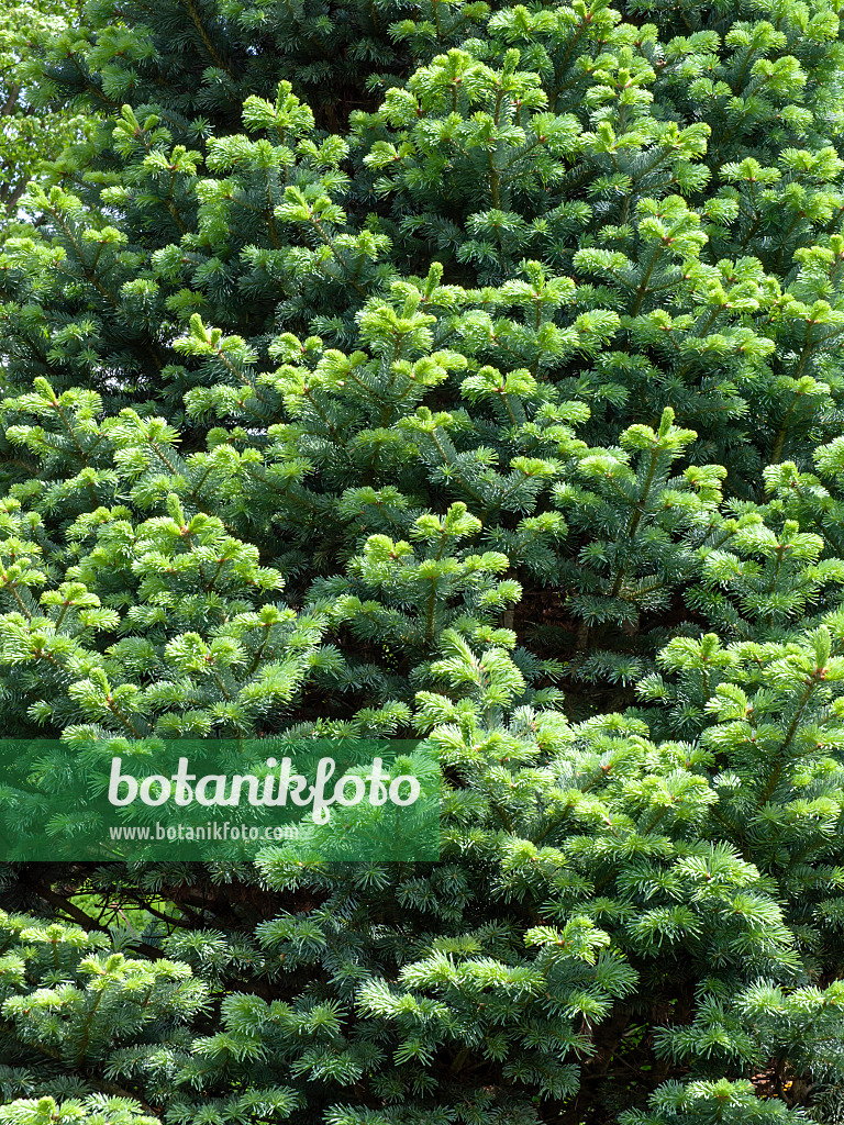 437435 - Sapin subalpin (Abies lasiocarpa)