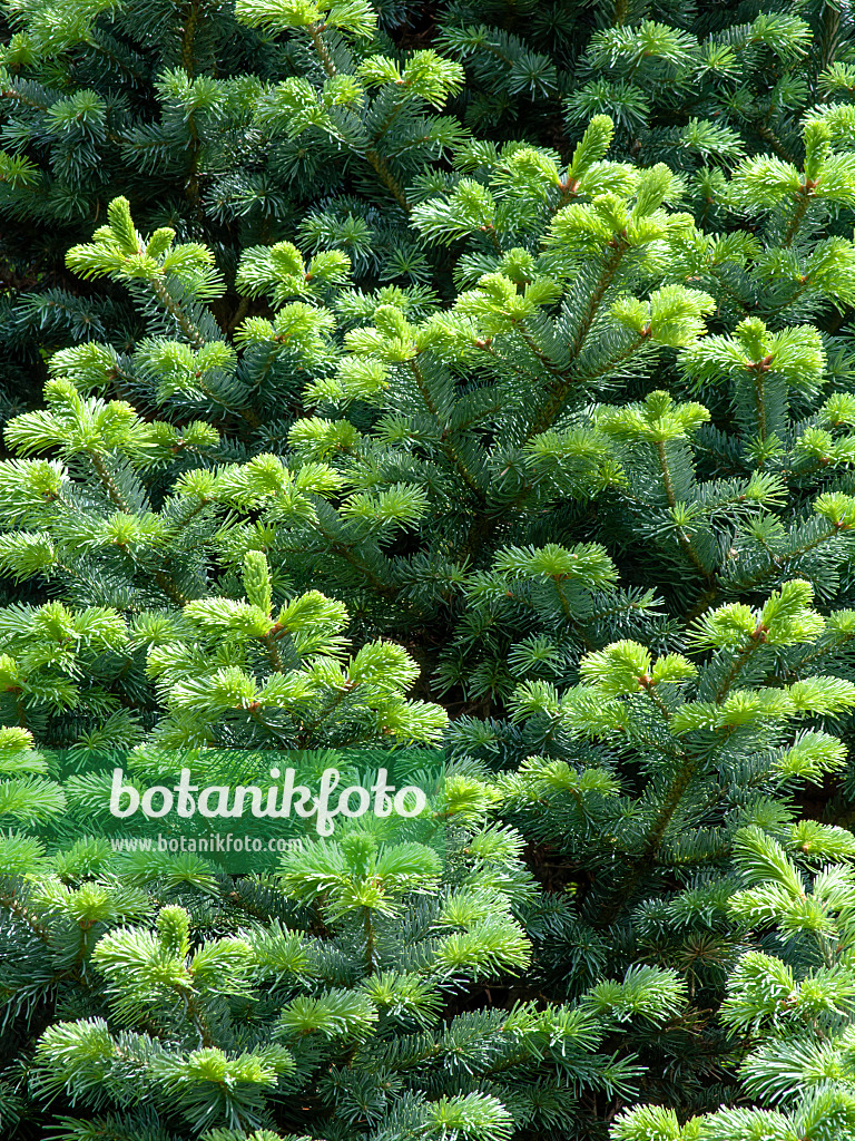 437436 - Sapin subalpin (Abies lasiocarpa)