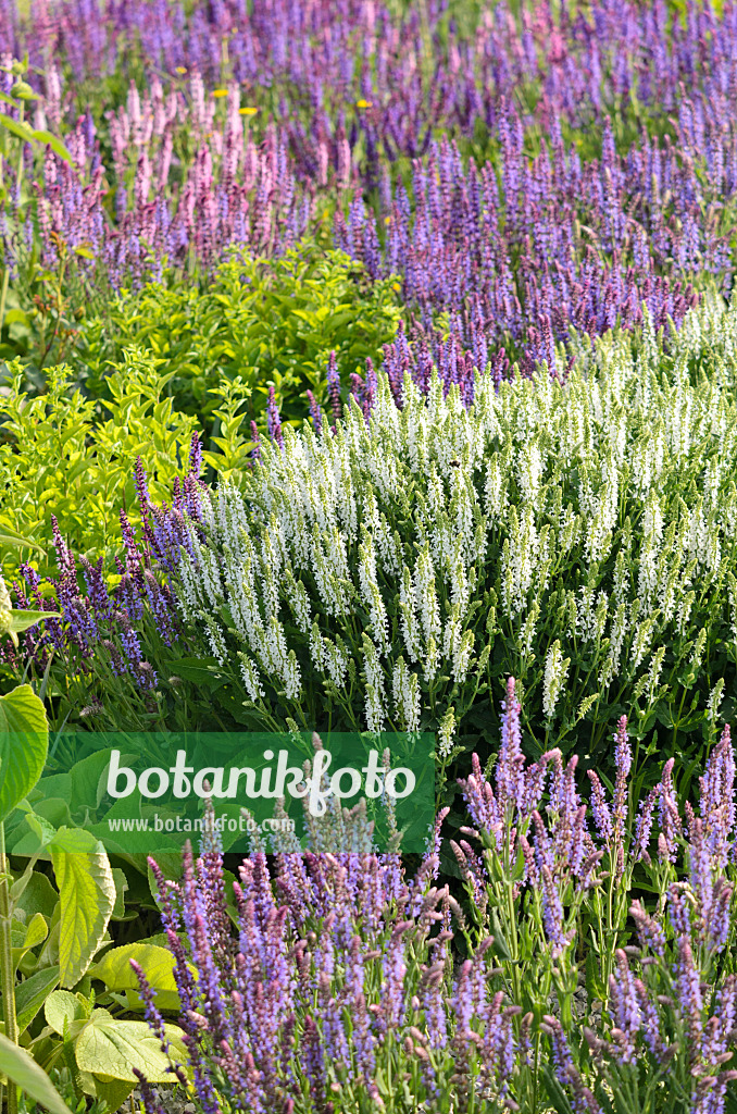 545103 - Sauge des bois (Salvia nemorosa)