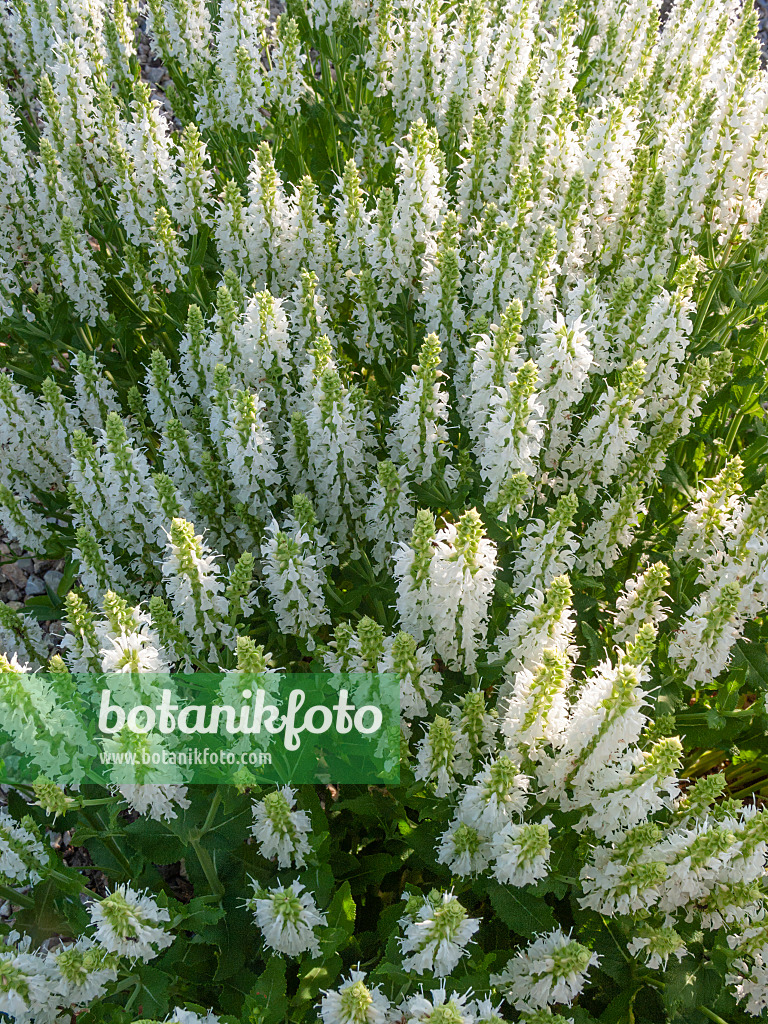 402029 - Sauge des bois (Salvia nemorosa 'Adrian')