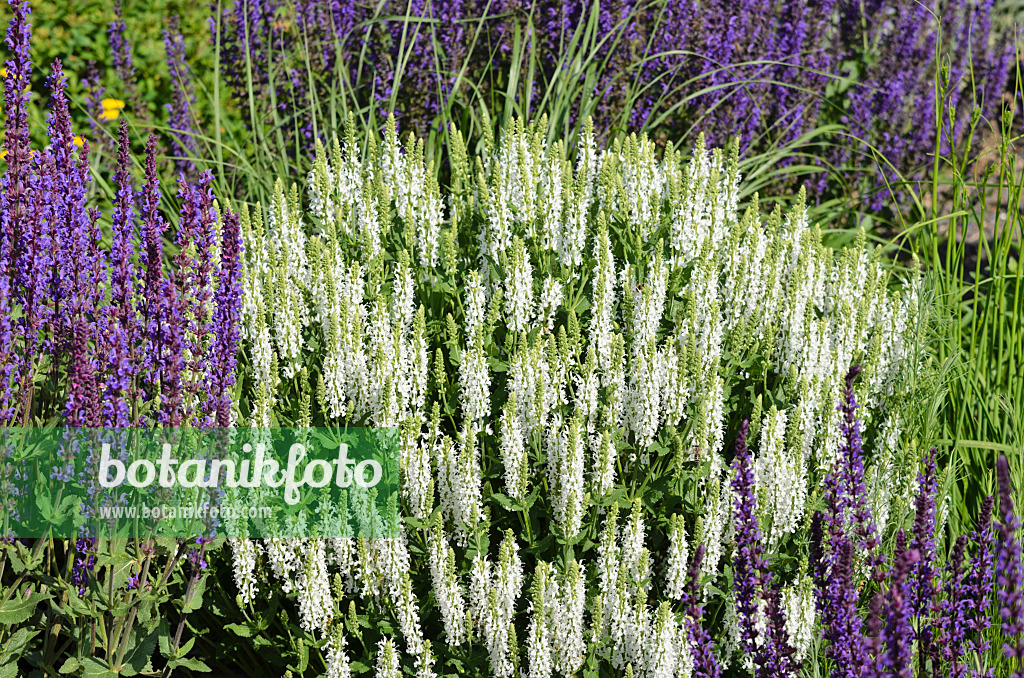 521106 - Sauge des bois (Salvia nemorosa 'Adrian')