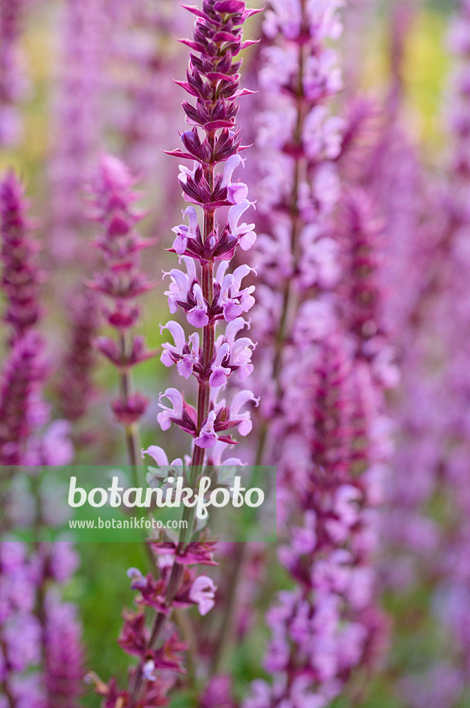 472435 - Sauge des bois (Salvia nemorosa 'Amethyst')