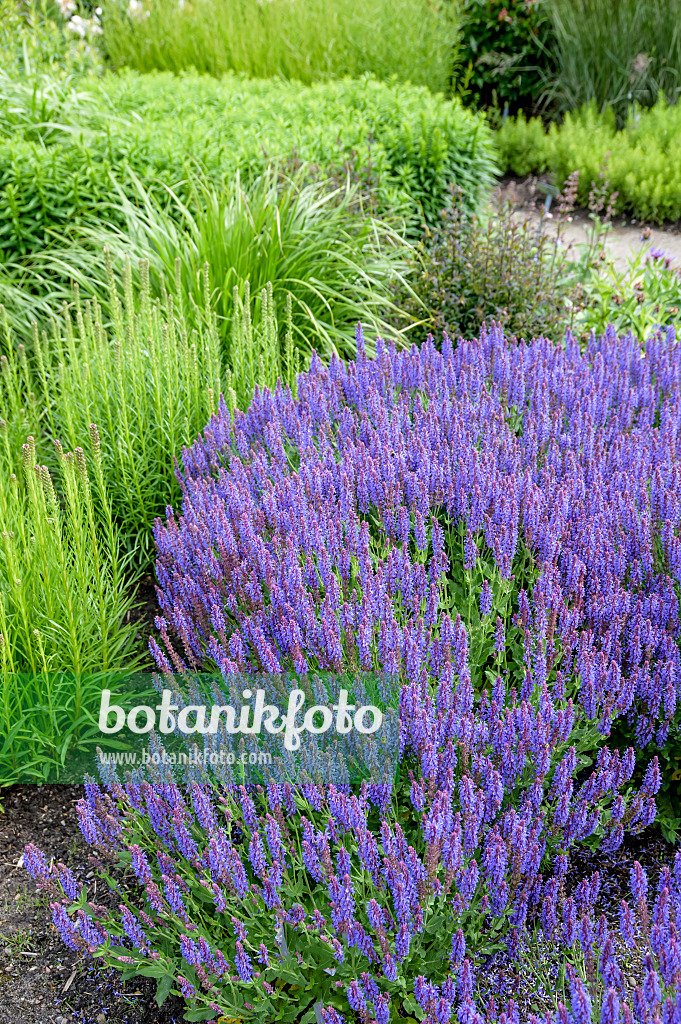 593194 - Sauge des bois (Salvia nemorosa 'Blauhügel')